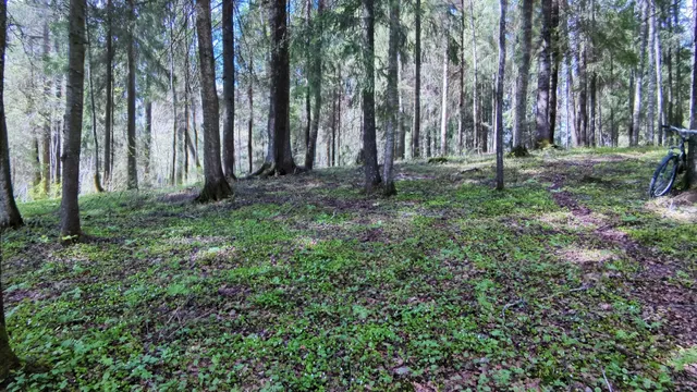 forest
