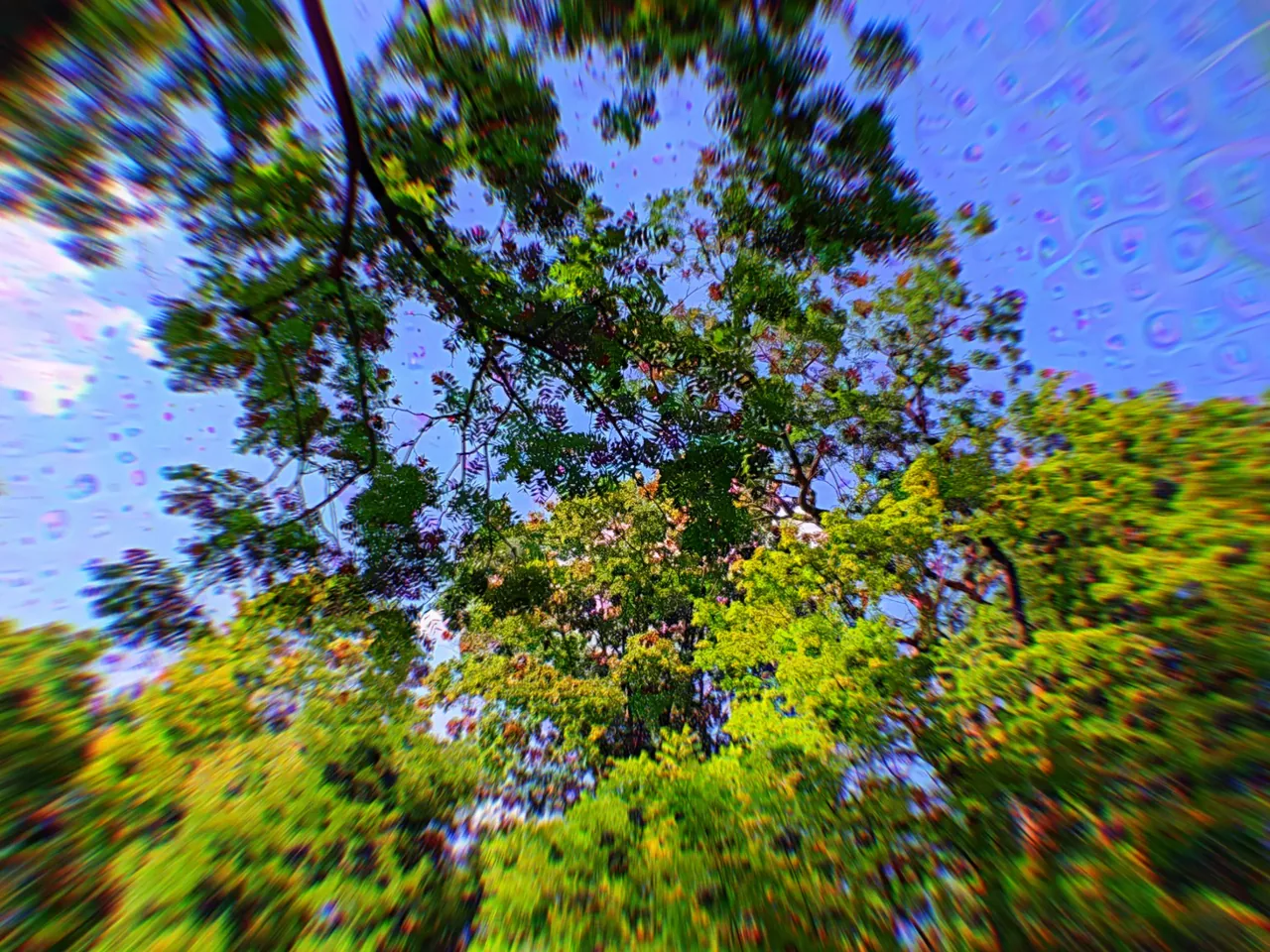 Radiating Tree Canopy