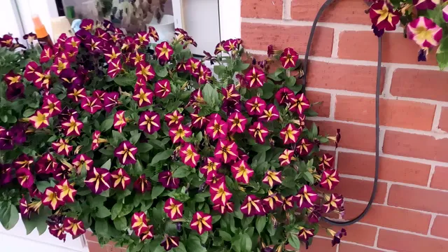 petunias
