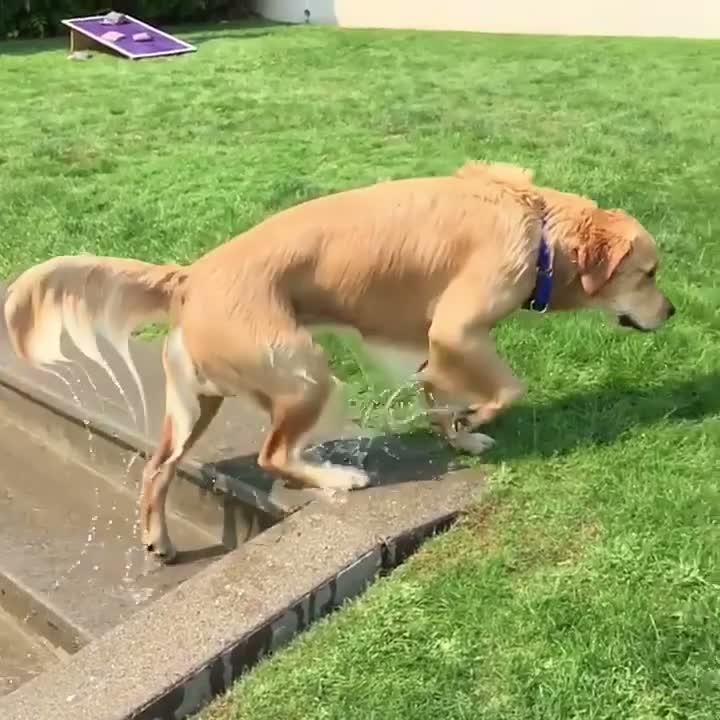 Slow Motion Golden Retreiver