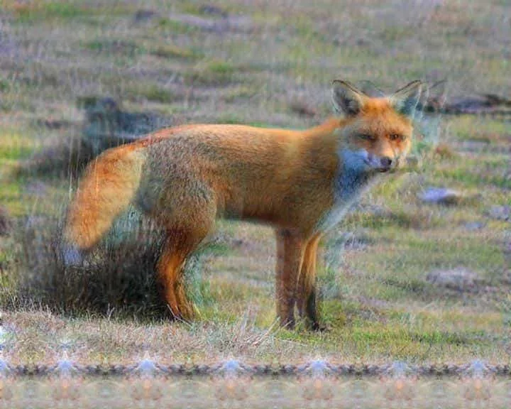 Double vision on a fox