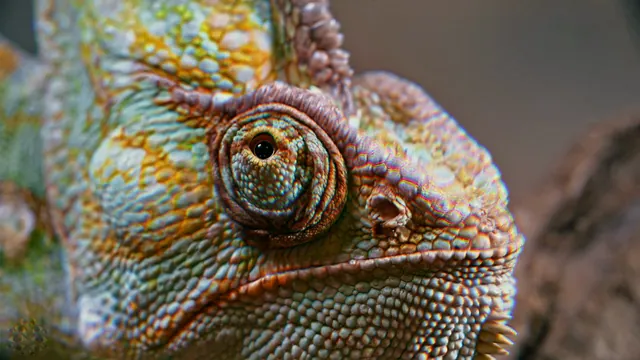 Chameleon