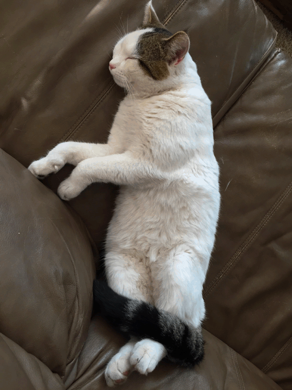 Drifting Cat