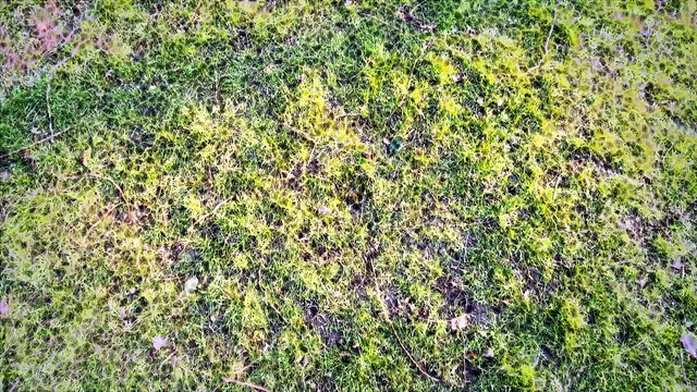 Grass 2