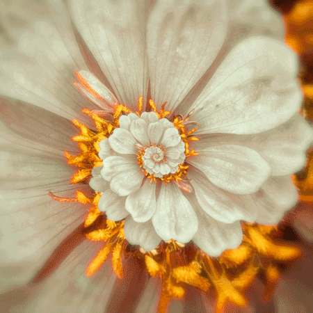 White flower
