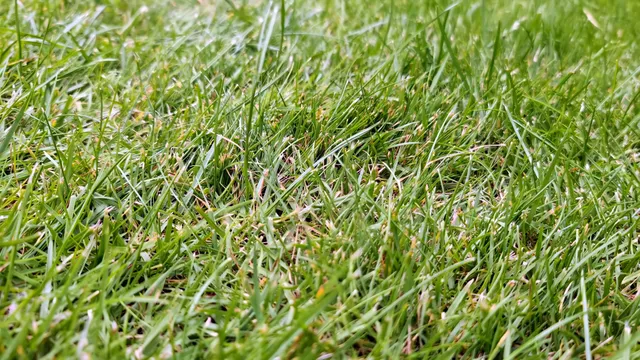 grass critter