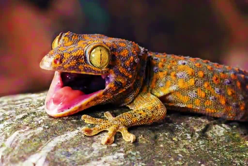 Gecko