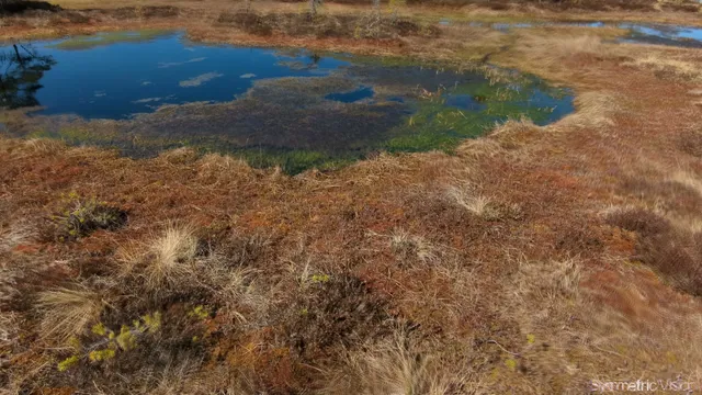 tryptamine swamp
