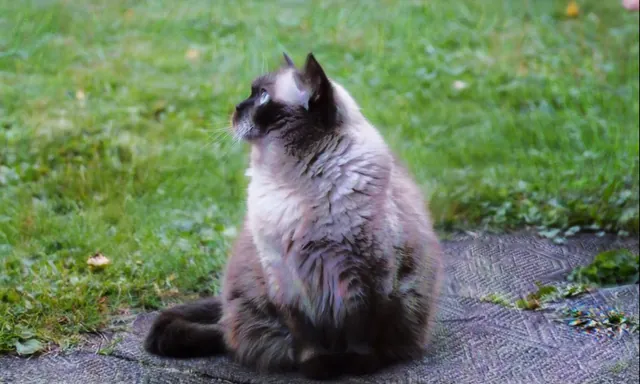 Kitty Dream