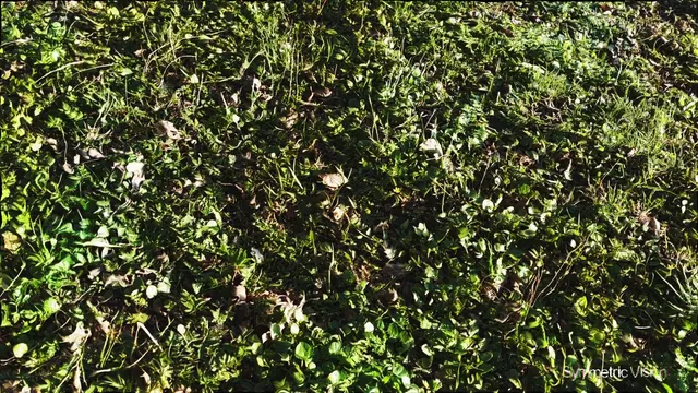 Grass Perspective