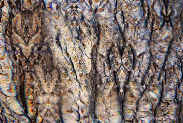 Stream 7: Tree Bark