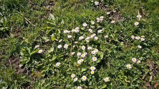 daisy day