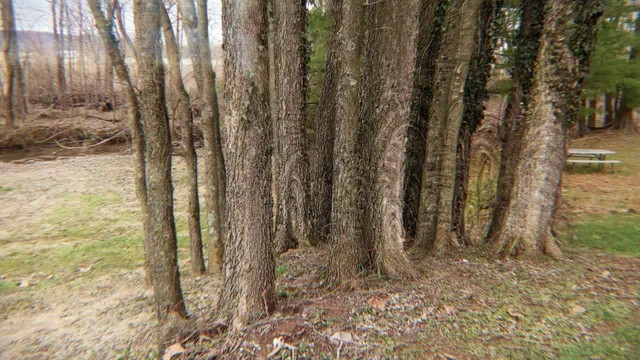 singing trees