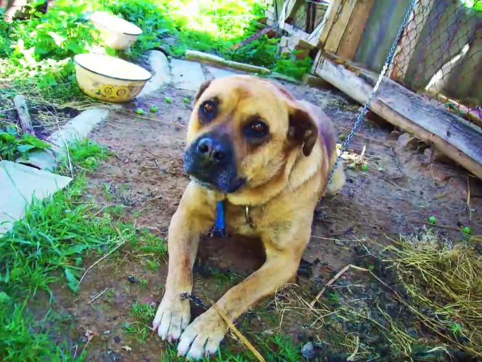 Morphing Doggo