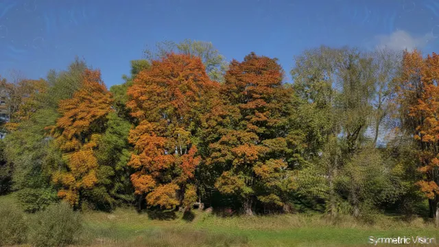 autumn trees
