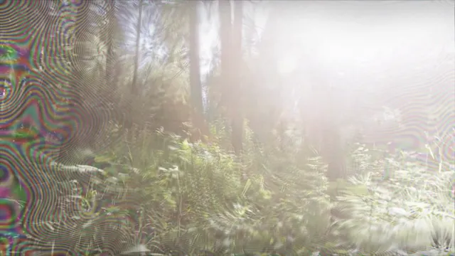 Forest Walk