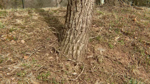 triangle tree