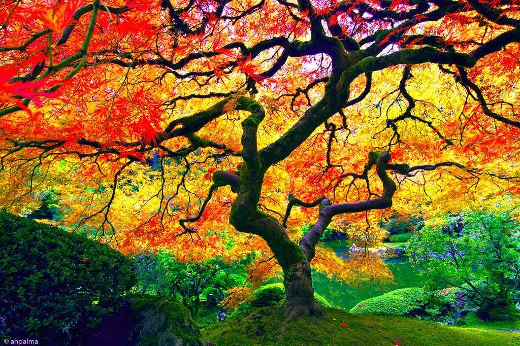 Japanese Garden