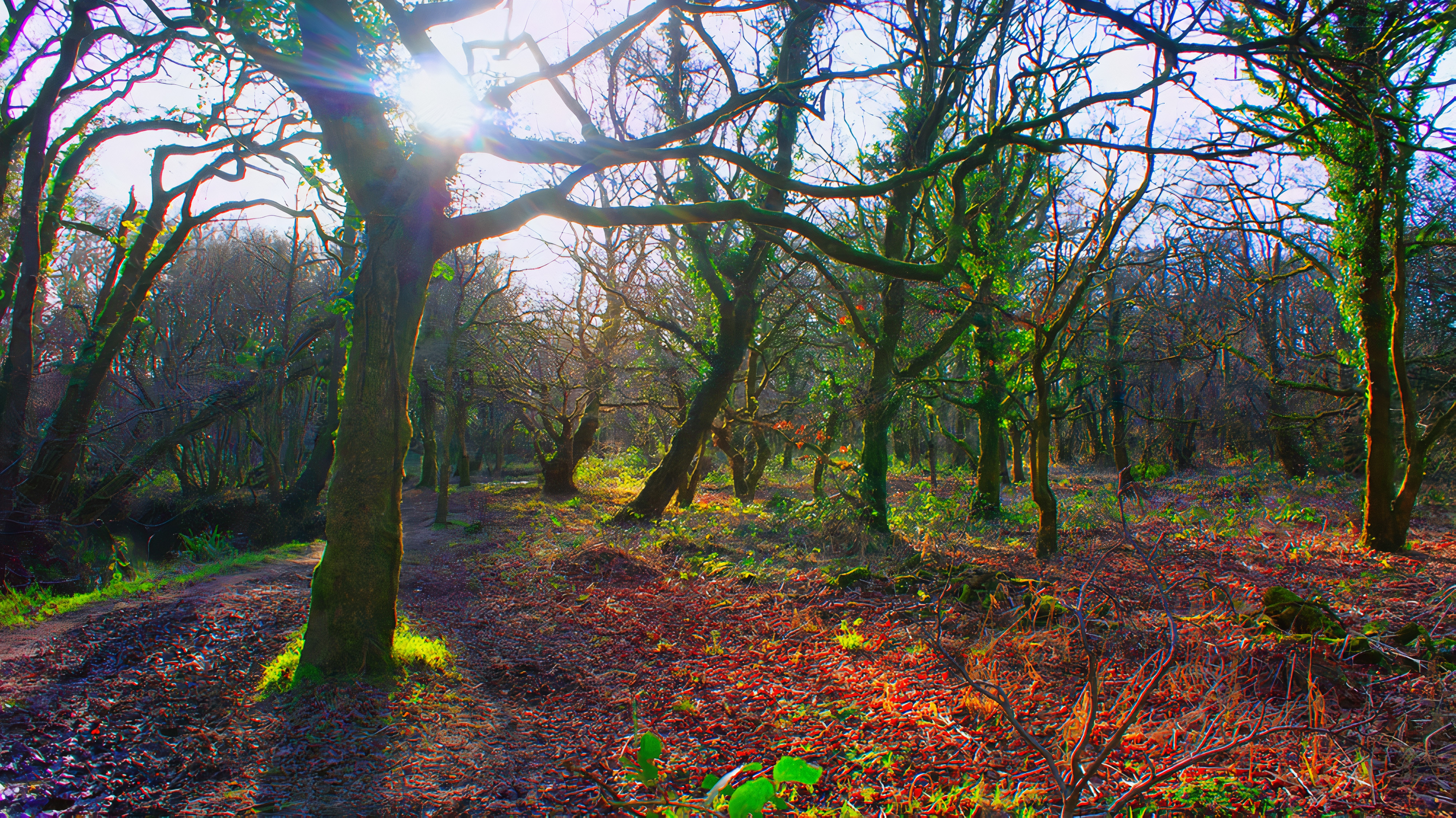 Colourful Welsh Woods