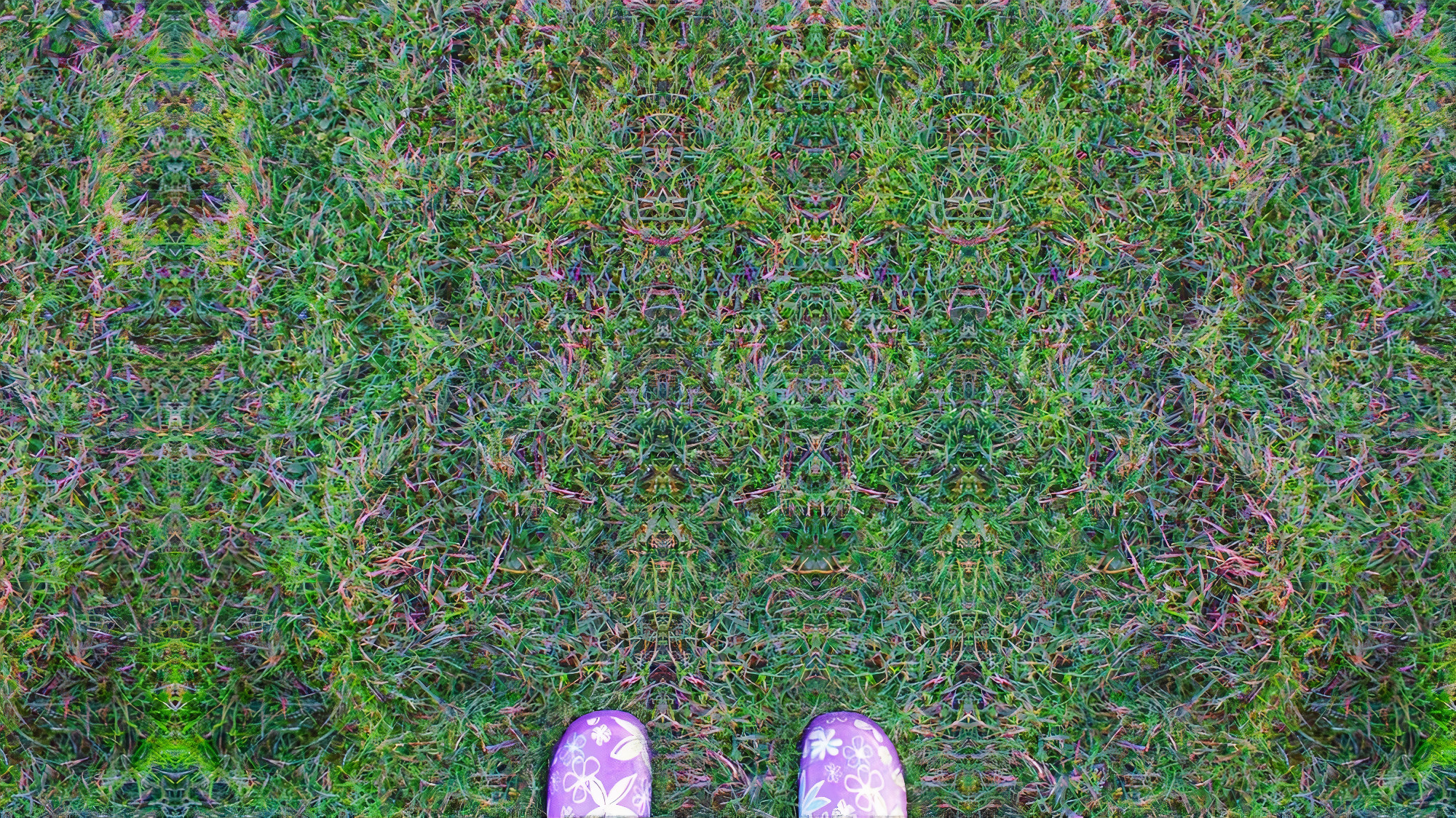 Grass