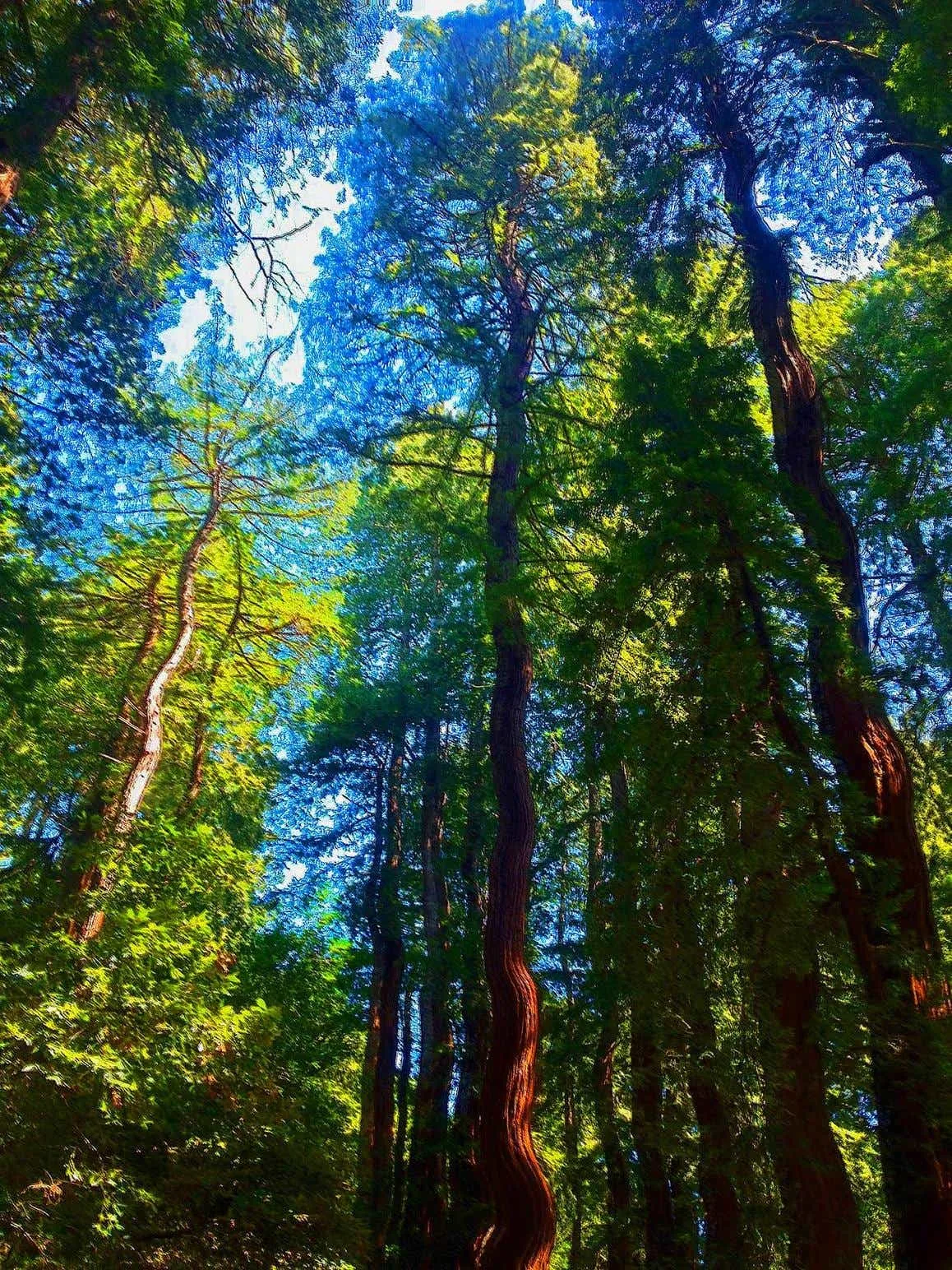 Redwoods