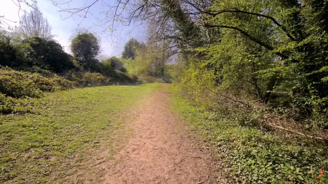 Mushroom Walk