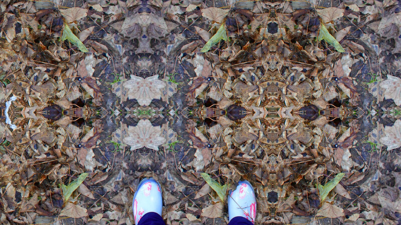 Fallen leaves