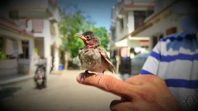 Birdie