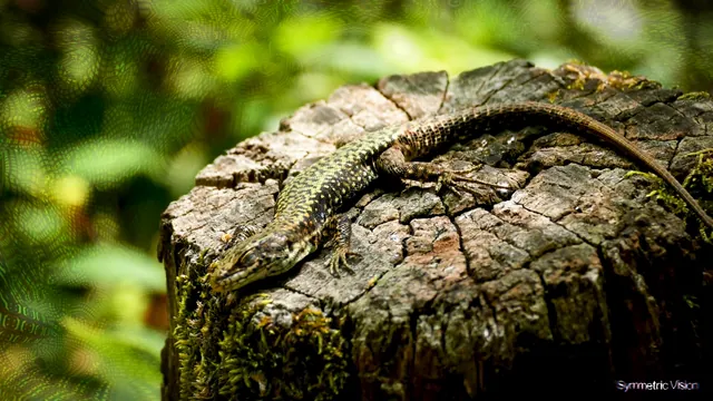Wavy Lizard