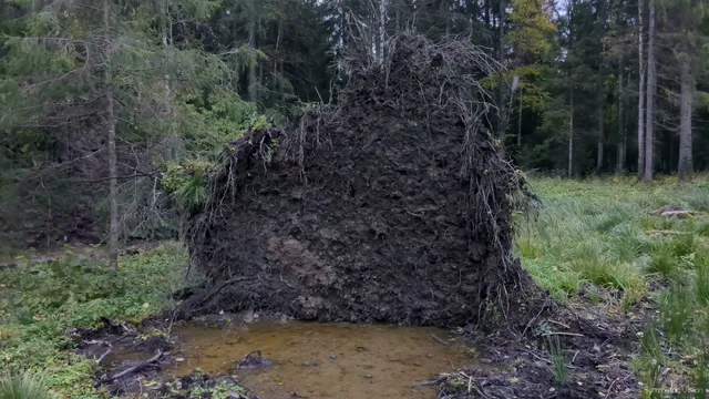 fallenpine