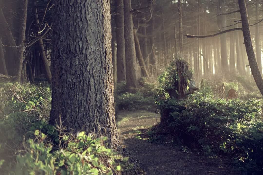 Forest of Life