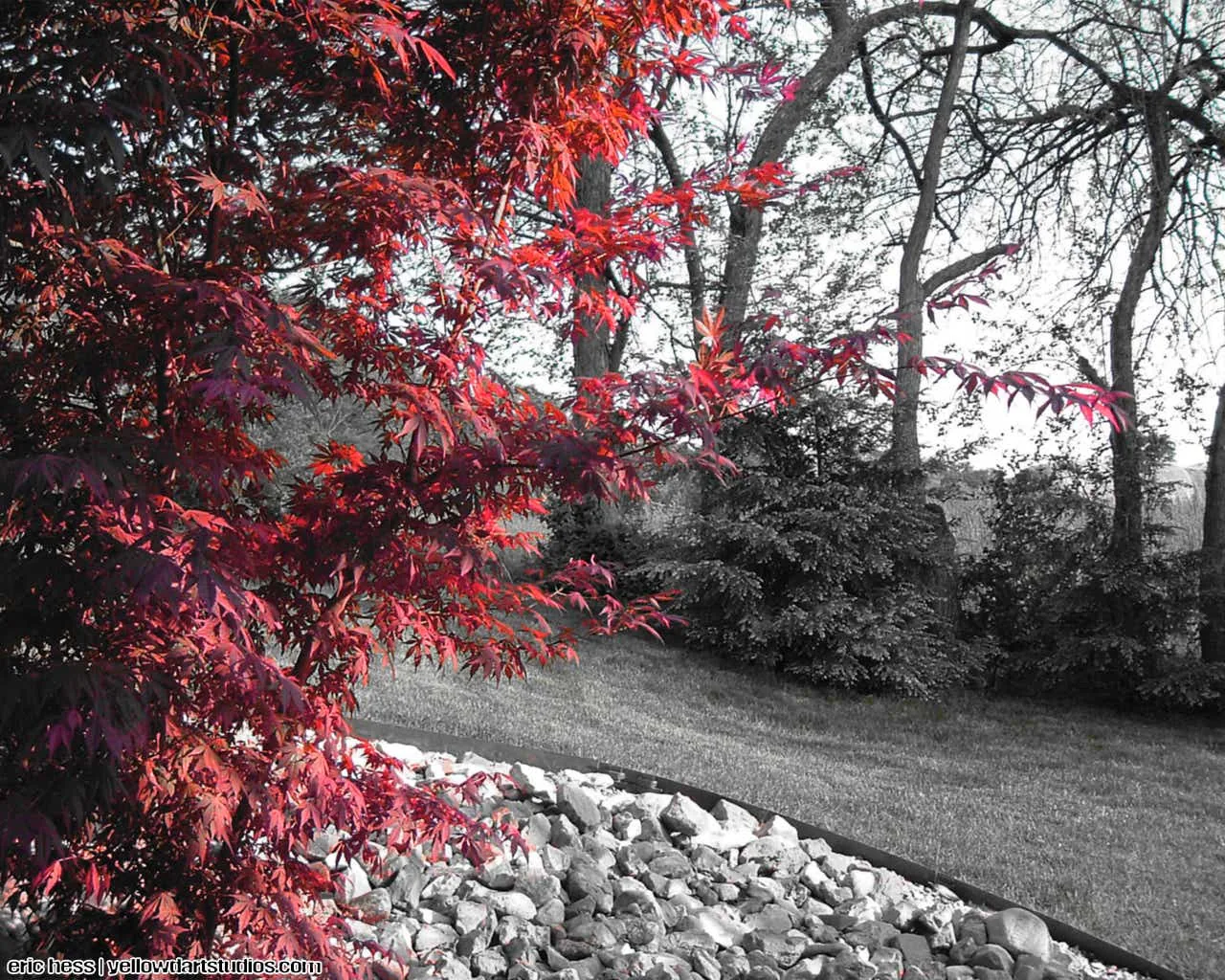 Japanese Maple