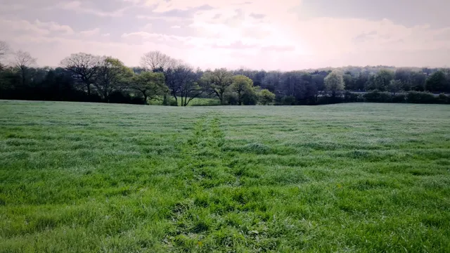 moo