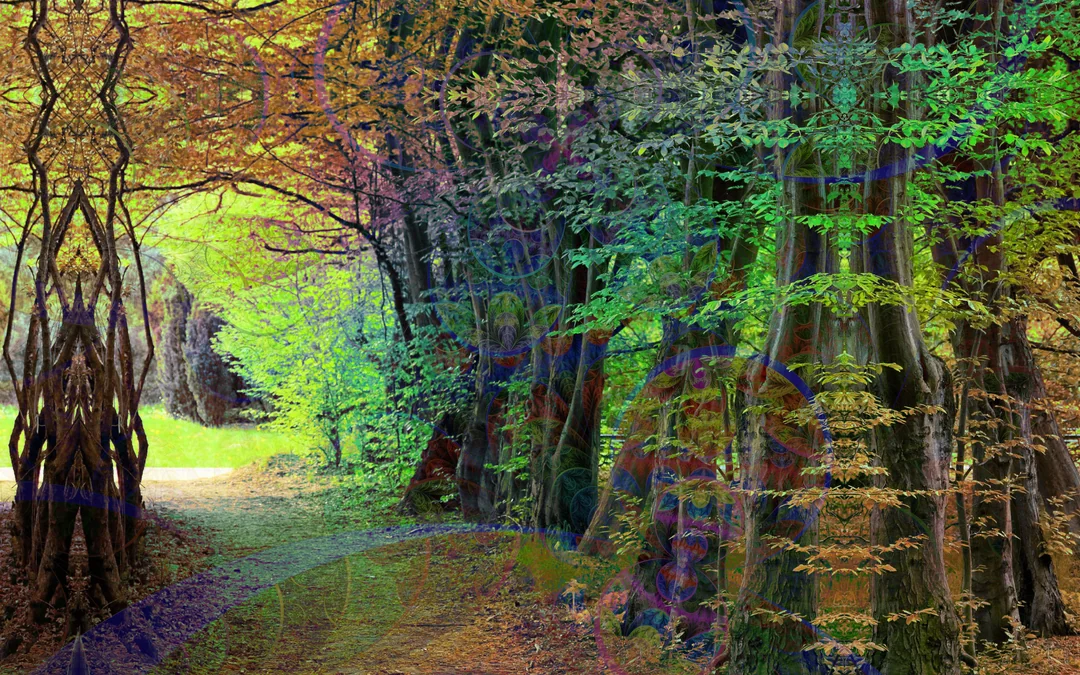 walk in the forest
