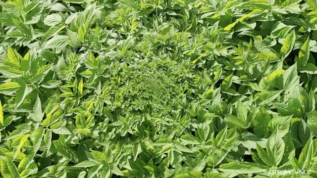 Keta Leaf